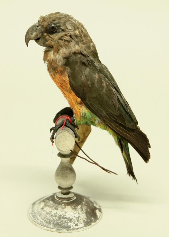 animal naturalisé : oiseau : Perroquet à ventre rouge