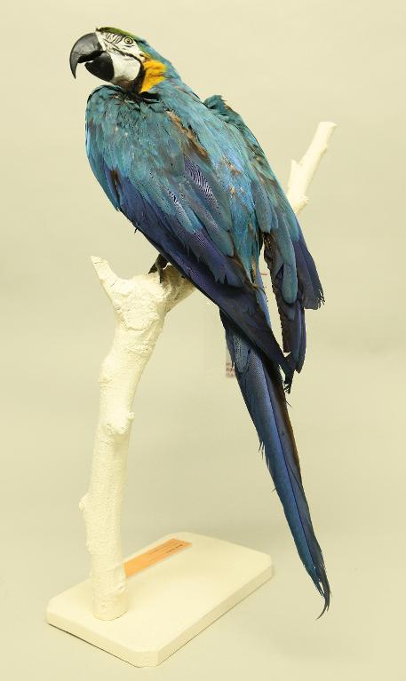 animal naturalisé : oiseau : Ara bleu
