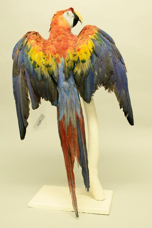animal naturalisé : oiseau : Ara rouge