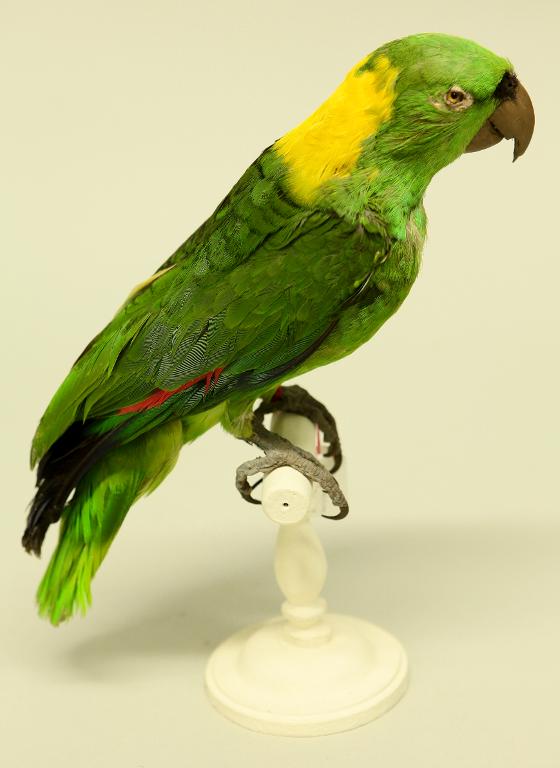 animal naturalisé : oiseau : Amazone à front jaune