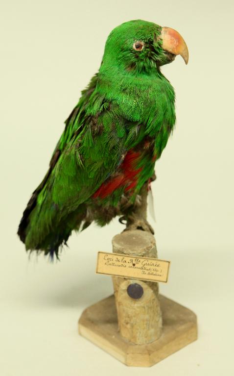 animal naturalisé : oiseau : Grand éclectus
