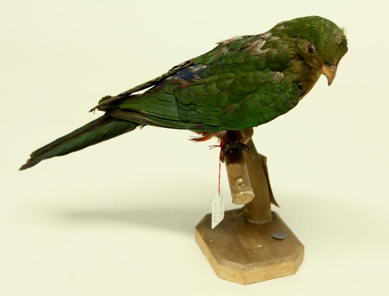 animal naturalisé : oiseau : Perruche royale