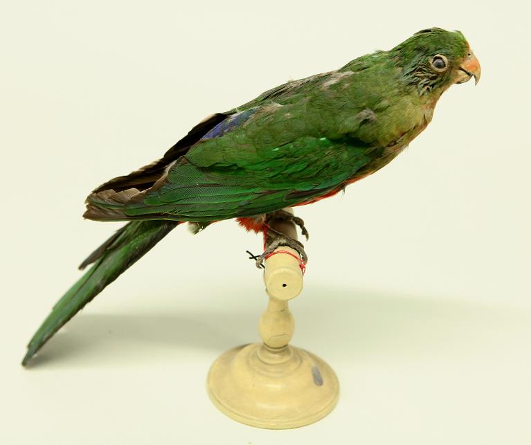 animal naturalisé : oiseau : Perruche royale