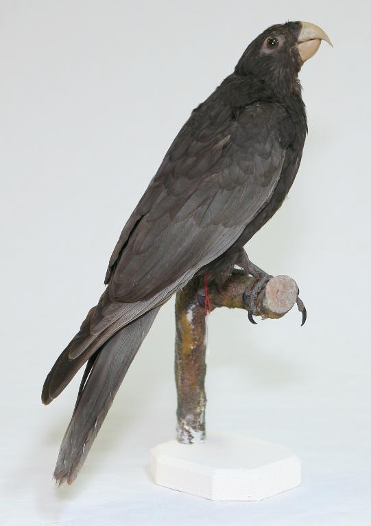 animal naturalisé : oiseau : Perroquet vasa