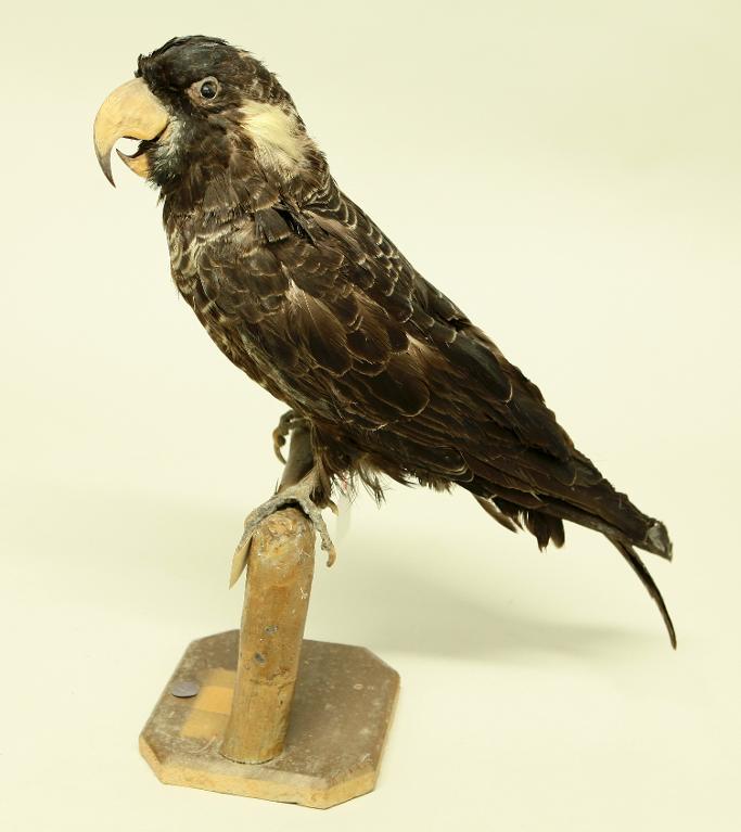 animal naturalisé : oiseau : Cacatoès funèbre