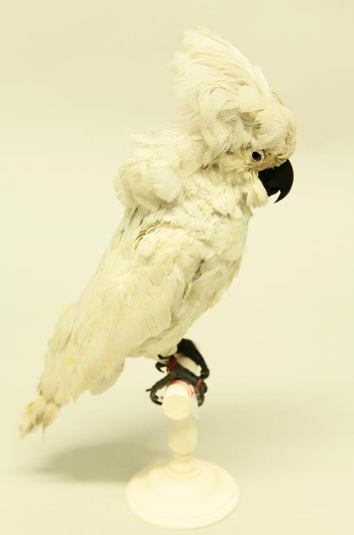 animal naturalisé : oiseau : Cacatoès blanc