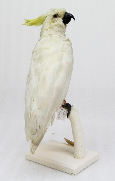 animal naturalisé : oiseau : Cacatoès soufré
