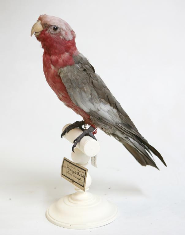 animal naturalisé : oiseau : Cacatoès rosalbin