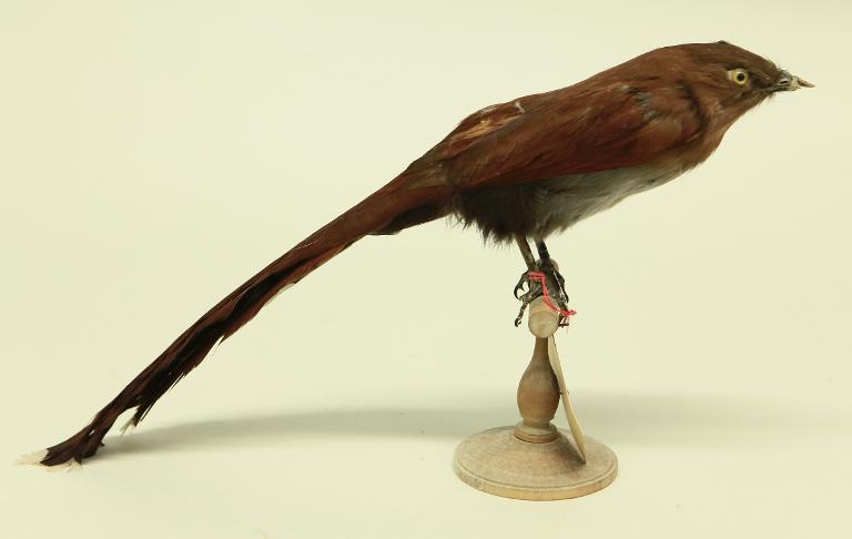 animal naturalisé : oiseau : Piaye écureuil