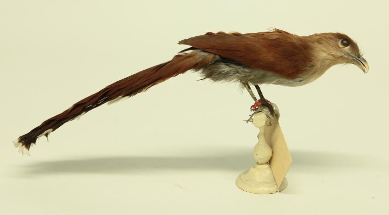 animal naturalisé : oiseau : Piaye écureuil