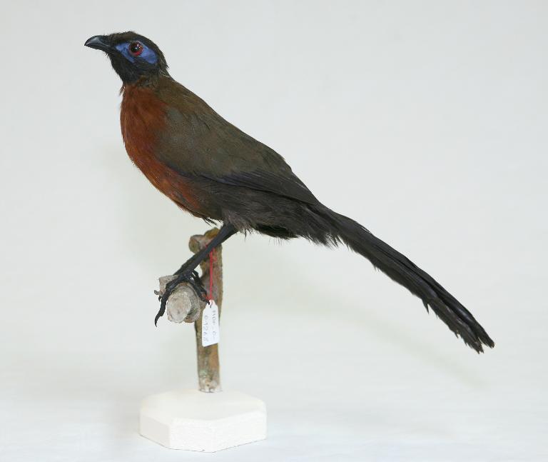 animal naturalisé : oiseau : Coua de Serre