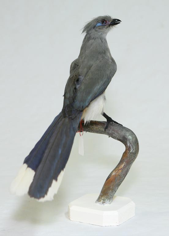 animal naturalisé : oiseau : Coua huppé