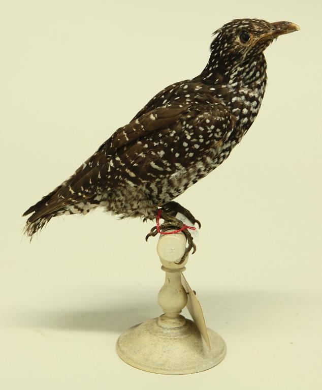 animal naturalisé : oiseau : Coucou koël