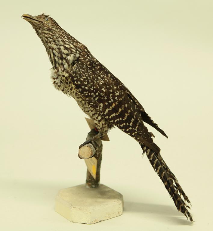 animal naturalisé : oiseau : Coucou koël
