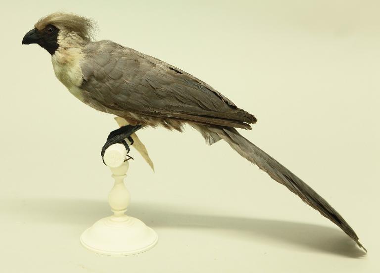 animal naturalisé : oiseau : Touraco masqué