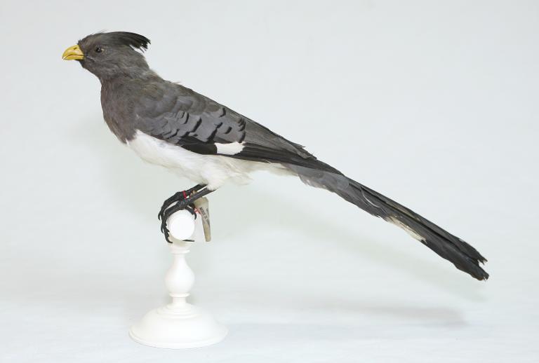 animal naturalisé : oiseau : Touraco à ventre blanc