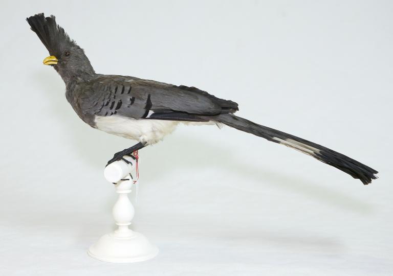 animal naturalisé : oiseau : Touraco à ventre blanc