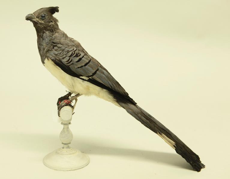 animal naturalisé : oiseau : Touraco à ventre blanc