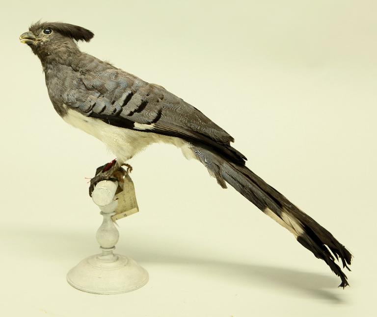 animal naturalisé : oiseau : Touraco à ventre blanc