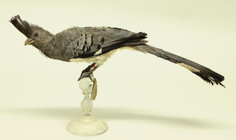 animal naturalisé : oiseau : Touraco à ventre blanc