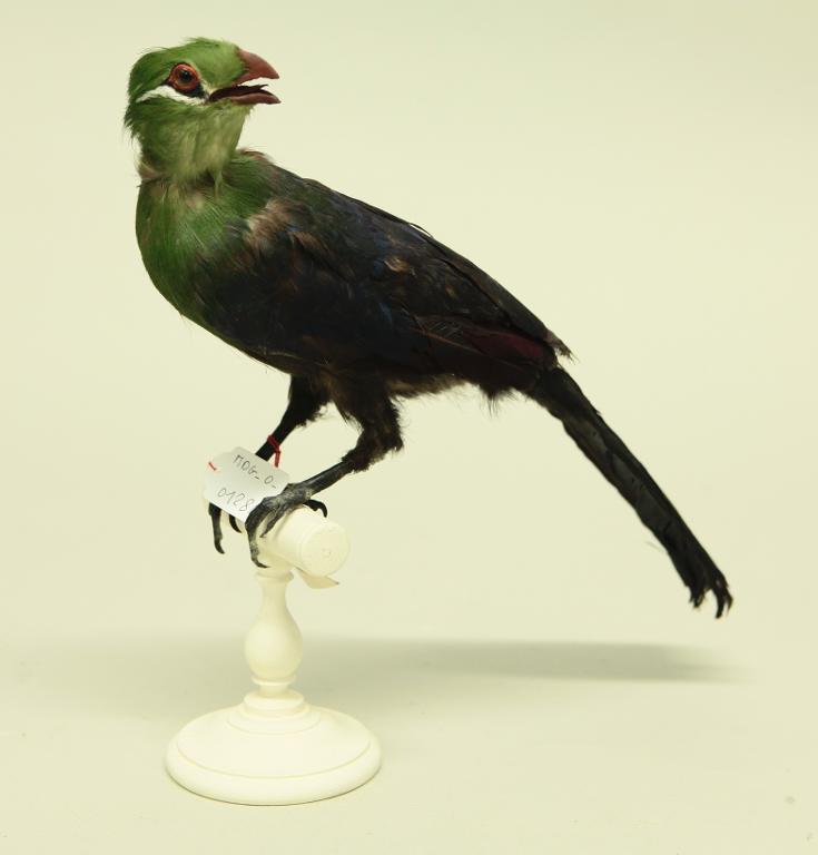 animal naturalisé : oiseau : Touraco vert