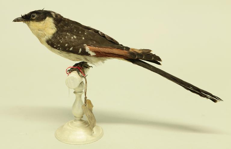 animal naturalisé : oiseau : Coucou geai