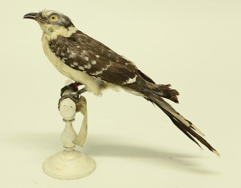 animal naturalisé : oiseau : Coucou geai