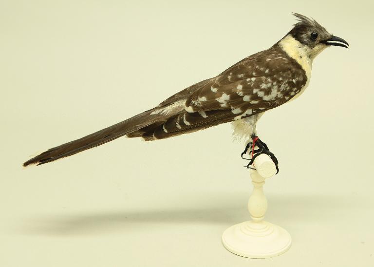 animal naturalisé : oiseau : Coucou geai