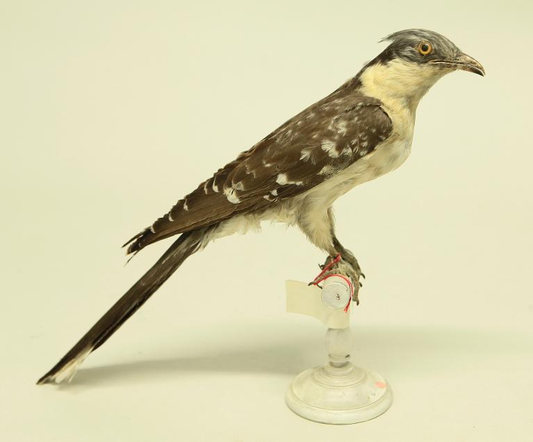 animal naturalisé : oiseau : Coucou geai