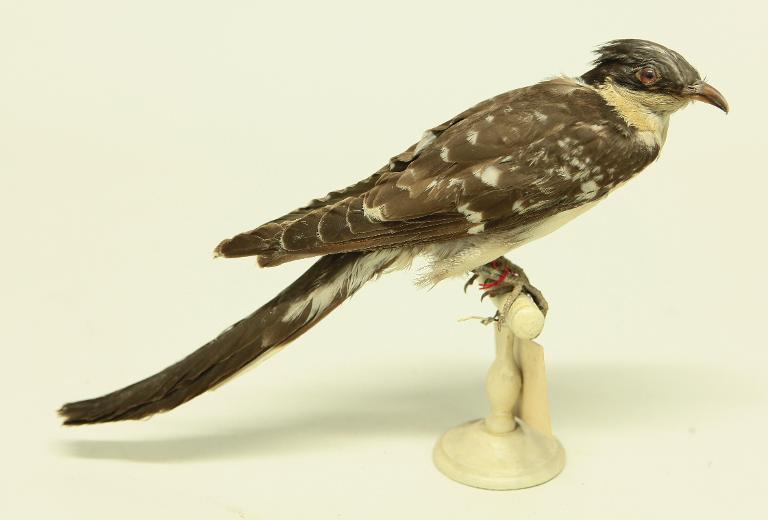 animal naturalisé : oiseau : Coucou geai