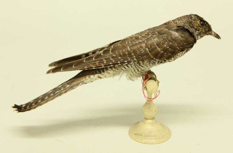 animal naturalisé : oiseau : Coucou gris