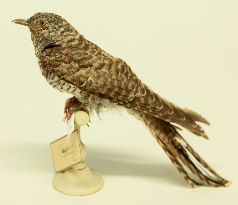 animal naturalisé : oiseau : Coucou gris