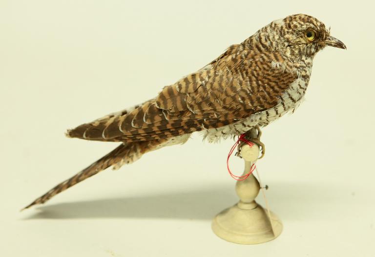 animal naturalisé : oiseau : Coucou gris