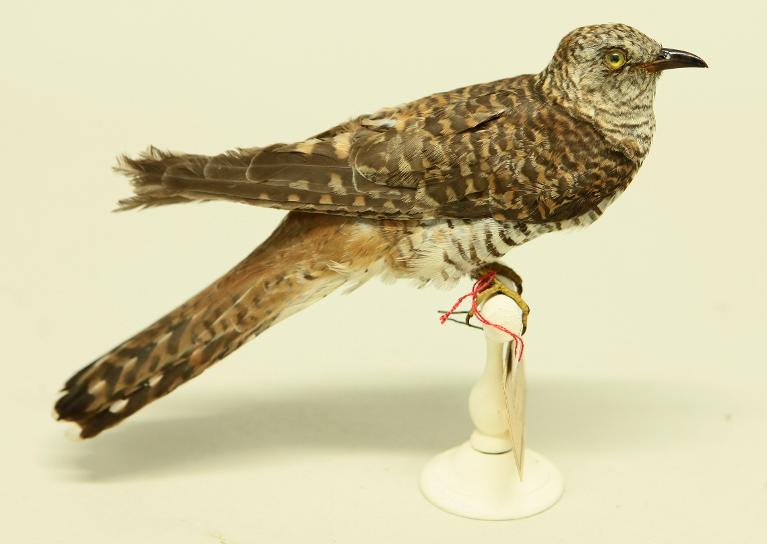 animal naturalisé : oiseau : Coucou gris