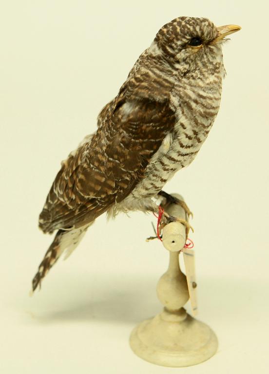 animal naturalisé : oiseau : Coucou gris