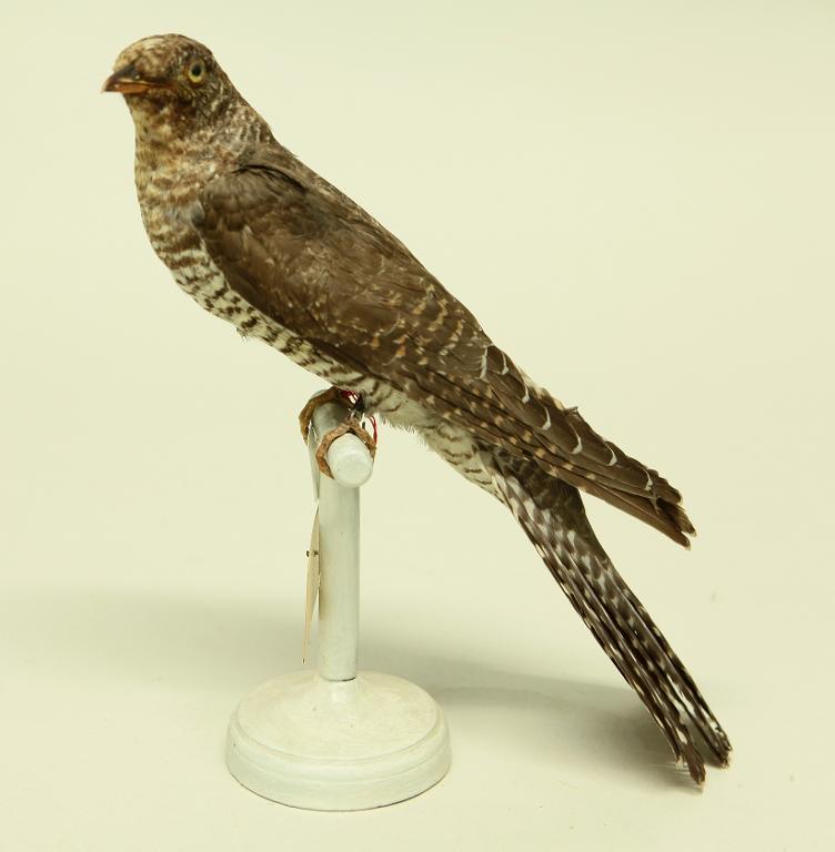 animal naturalisé : oiseau : Coucou gris