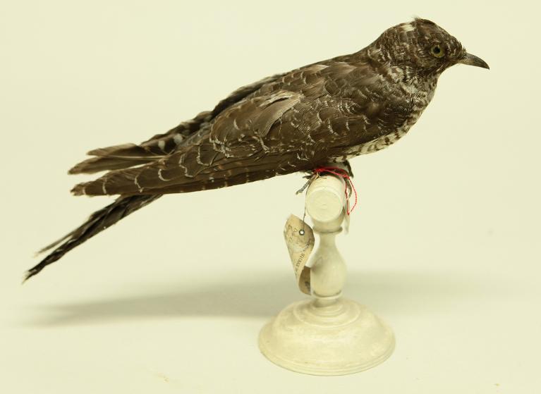 animal naturalisé : oiseau : Coucou gris