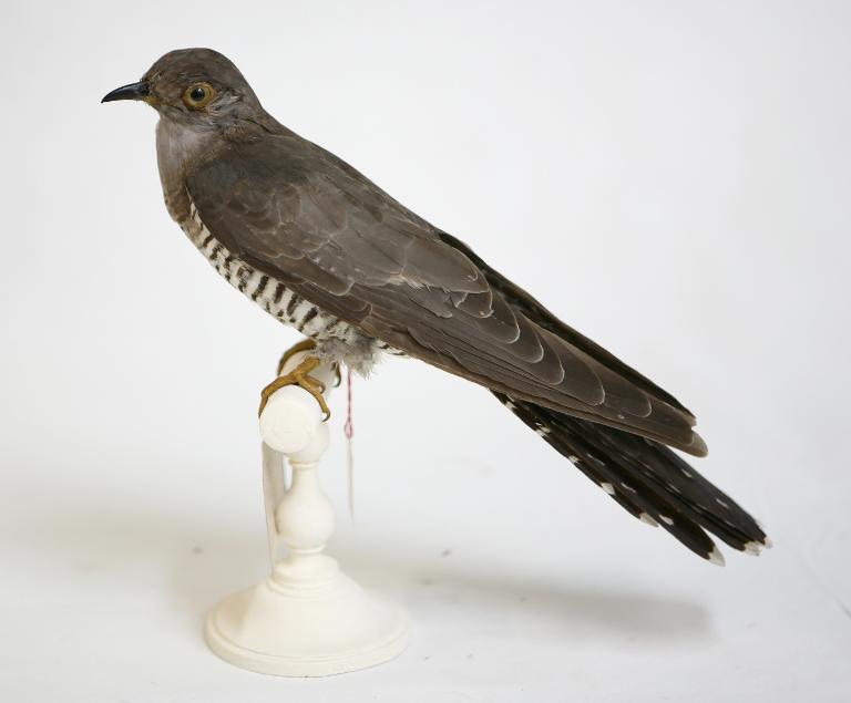 animal naturalisé : oiseau : Coucou gris