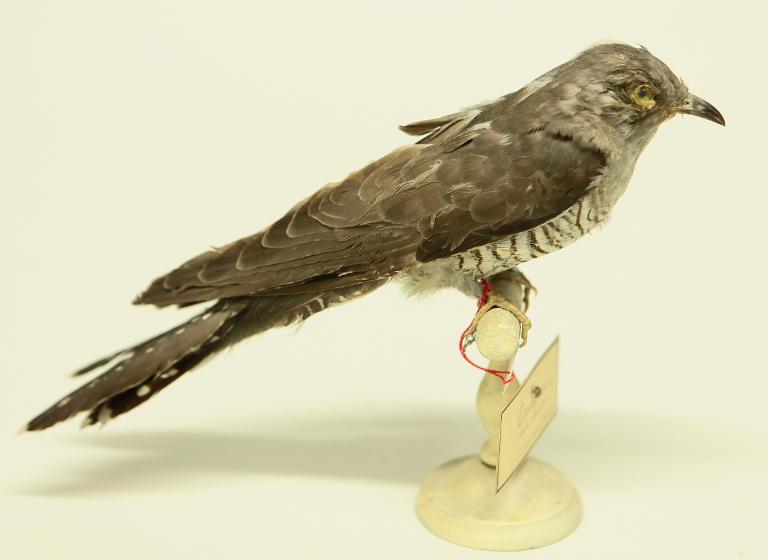 animal naturalisé : oiseau : Coucou gris