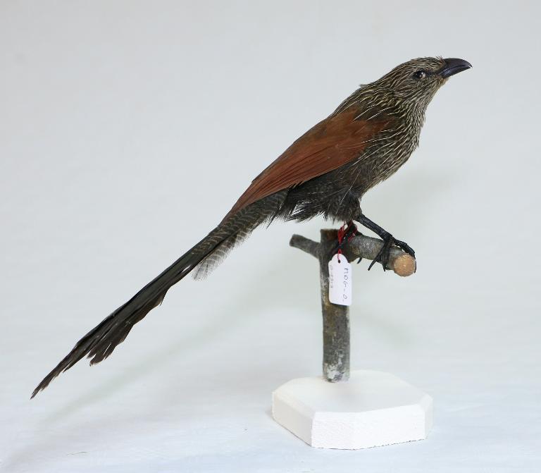 animal naturalisé : oiseau : Coucal toulou