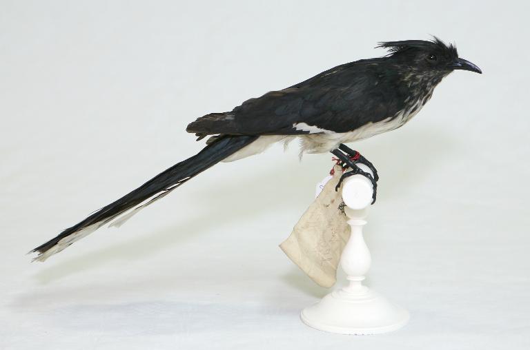 animal naturalisé : oiseau : Coucou de Levaillant