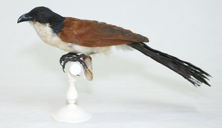 animal naturalisé : oiseau : Coucal moine