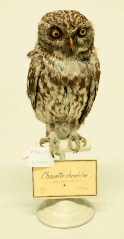 animal naturalisé : oiseau : Chevêche d'Athéna