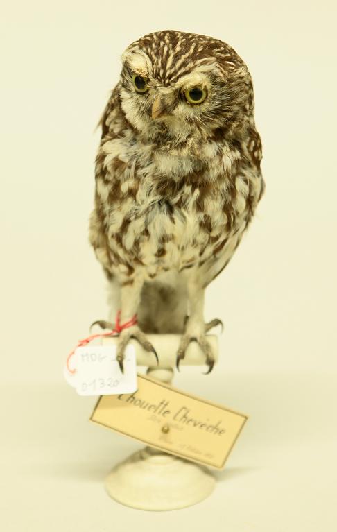 animal naturalisé : oiseau : Chevêche d'Athéna