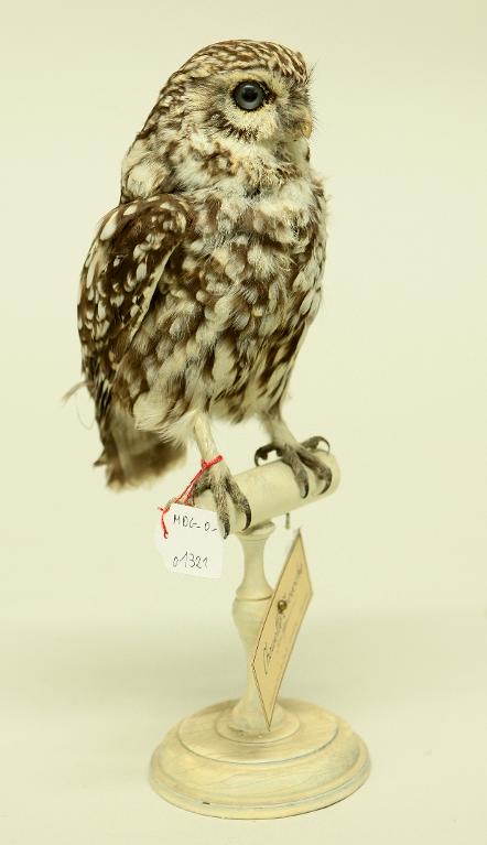 animal naturalisé : oiseau : Chevêche d'Athéna