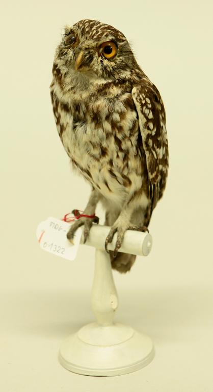 animal naturalisé : oiseau : Chevêche d'Athéna