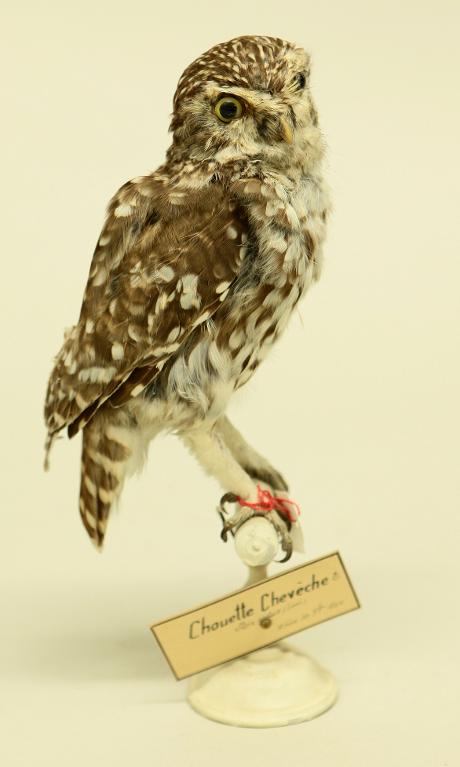 animal naturalisé : oiseau : Chevêche d'Athéna