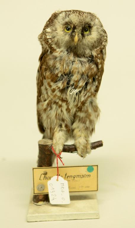 animal naturalisé : oiseau : Chouette de Tengmalm
