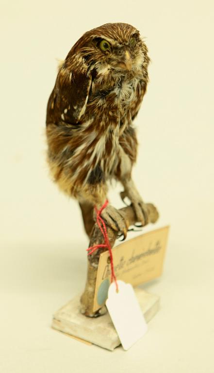 animal naturalisé : oiseau : Chevêchette brune