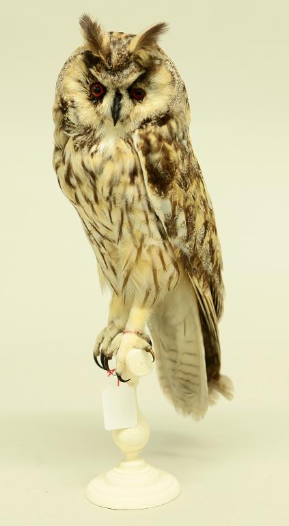 animal naturalisé : oiseau : Hibou moyen-duc